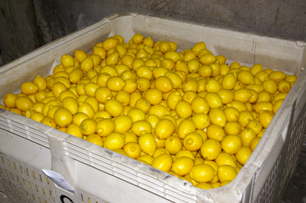 California Lemon Bins 